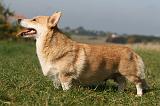 CORGI PEMBROKE 1135
